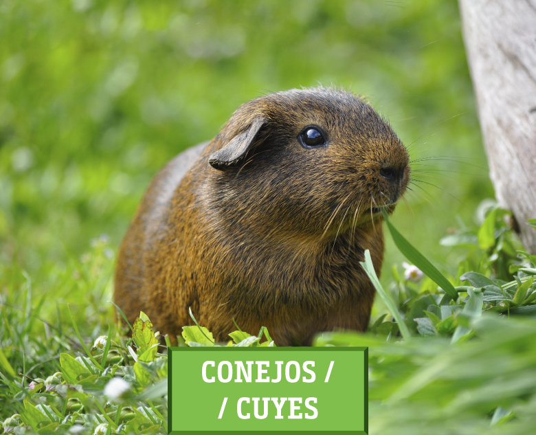 Conejos/Cuyes INKACUBES®